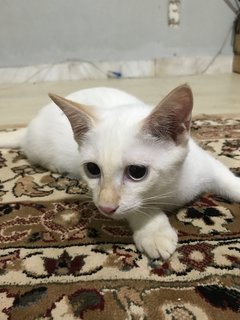 Ponyo - Domestic Short Hair Cat