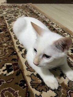 Ponyo - Domestic Short Hair Cat