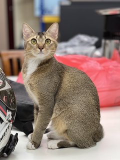 Luci - Domestic Short Hair + Domestic Medium Hair Cat