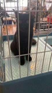 Muffin - Domestic Medium Hair Cat