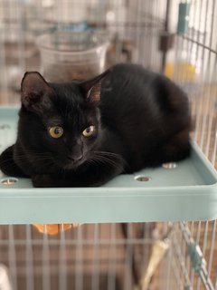 Muffin - Domestic Medium Hair Cat