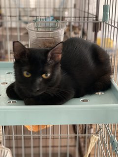 Muffin - Domestic Medium Hair Cat