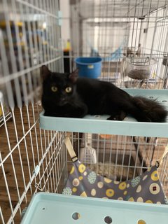 Muffin - Domestic Medium Hair Cat