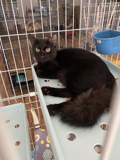 Muffin - Domestic Medium Hair Cat