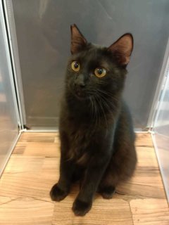 Muffin - Domestic Medium Hair Cat