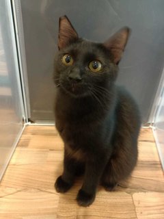 Muffin - Domestic Medium Hair Cat