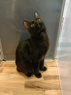 Muffin - Domestic Medium Hair Cat