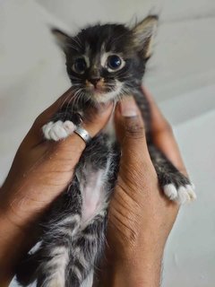 Orange,oreo,blacky,mickey - Domestic Short Hair Cat