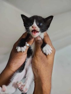 Orange,oreo,blacky,mickey - Domestic Short Hair Cat