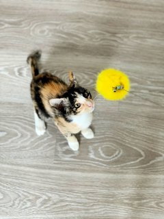 Little Flower - Domestic Short Hair Cat