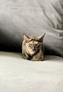 Purrsephone - Domestic Short Hair Cat