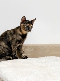 Purrsephone - Domestic Short Hair Cat