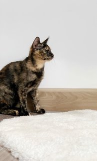 Purrsephone - Domestic Short Hair Cat