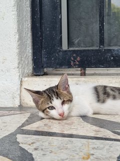 Eski (White) And Benji (Grey/white) - Domestic Short Hair Cat