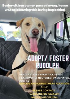 Rudolph - Mixed Breed Dog