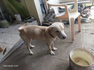 Rudolph - Mixed Breed Dog