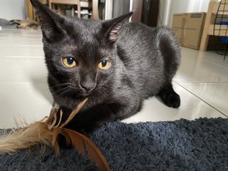 Stitch - Domestic Short Hair + Domestic Medium Hair Cat