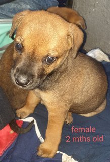 Star - Mixed Breed Dog