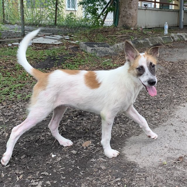 Handsome - Mixed Breed Dog