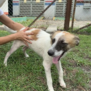 Handsome - Mixed Breed Dog