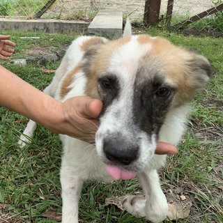 Handsome - Mixed Breed Dog