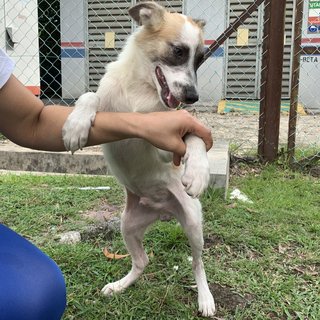 Handsome - Mixed Breed Dog