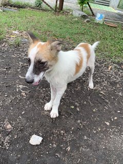 Handsome - Mixed Breed Dog