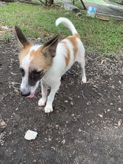 Handsome - Mixed Breed Dog