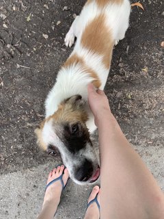 Handsome - Mixed Breed Dog