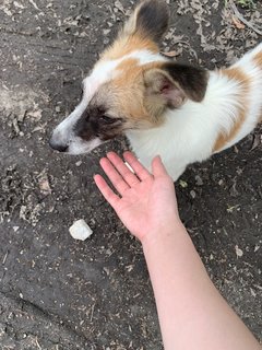 Handsome - Mixed Breed Dog