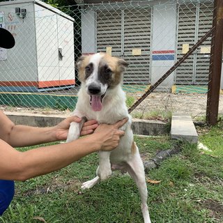 Handsome - Mixed Breed Dog