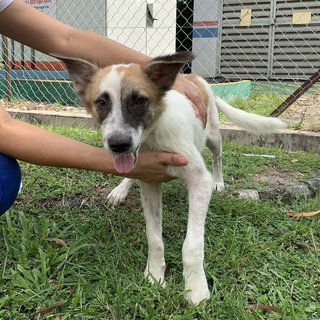 Handsome - Mixed Breed Dog