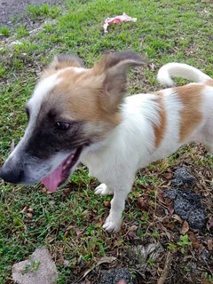 Handsome - Mixed Breed Dog