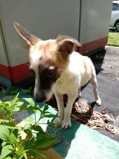 Handsome - Mixed Breed Dog