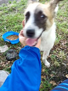 Handsome - Mixed Breed Dog