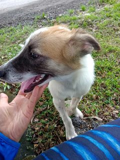 Handsome - Mixed Breed Dog