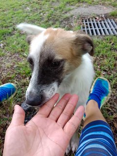 Handsome - Mixed Breed Dog