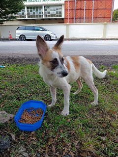 Handsome - Mixed Breed Dog