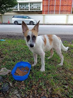 Handsome - Mixed Breed Dog