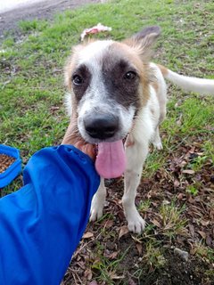 Handsome - Mixed Breed Dog