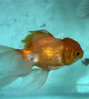 Gold Fish  - Goldfish Fish