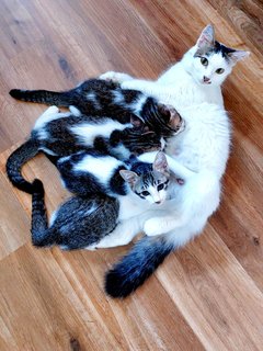 Mother cat with kittens during the time of nursing