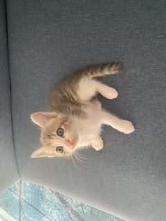 Ash, Hitam And Brown - Domestic Short Hair Cat