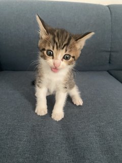 Ash, Hitam And Brown - Domestic Short Hair Cat