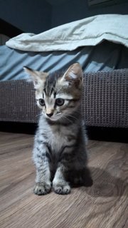 Fluffy - Domestic Short Hair Cat