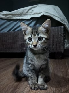 Fluffy - Domestic Short Hair Cat