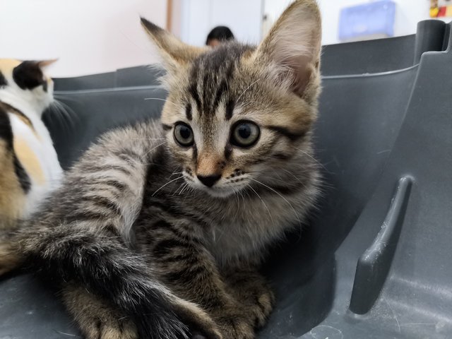 Fluffy - Domestic Short Hair Cat