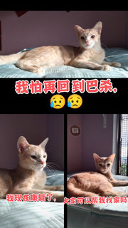 Mei Mei 美美 💛 - Domestic Medium Hair + Tabby Cat