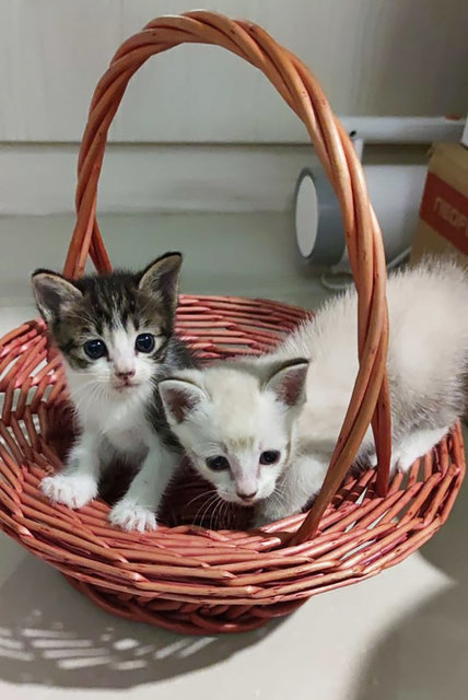 Chipotle  - Domestic Medium Hair + Domestic Short Hair Cat