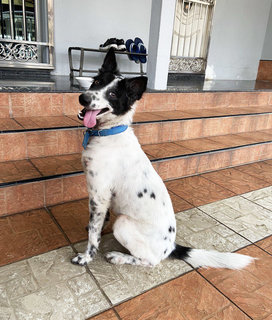 Fluffy - Mixed Breed Dog